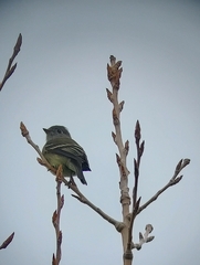 Empidonax hammondii