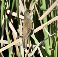 Acrocephalus australis