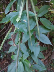 Centrosema arenicola