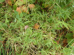 Muhlenbergia schreberi