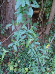 Centrosema arenicola