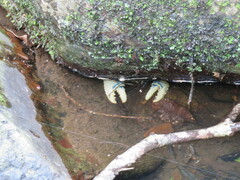Euastacus sulcatus