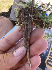 Menodora