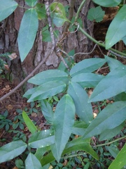 Centrosema arenicola