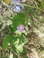 Ipomoea nil