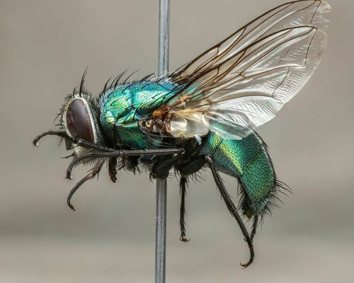 Common European Greenbottle Fly photo 4