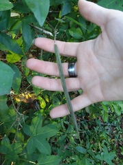 Centrosema arenicola