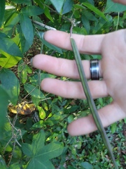 Centrosema arenicola