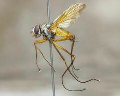 Cholomyia inaequipes