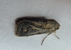 Agrotis gladiaria