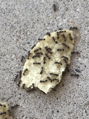 Tetramorium immigrans