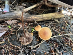 Hypholoma