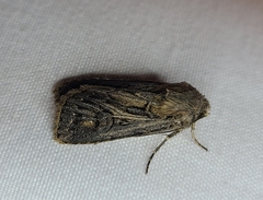 Agrotis gladiaria