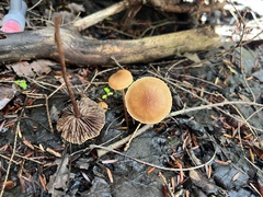 Hypholoma
