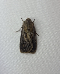 Agrotis gladiaria