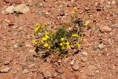 Gutierrezia mandonii