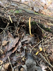 Clavulinopsis appalachiensis