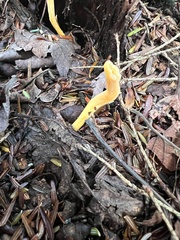 Clavulinopsis appalachiensis