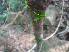 Psychotria serpens