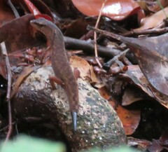 Saproscincus spectabilis