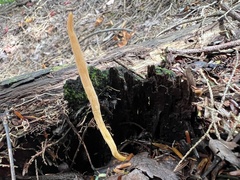 Clavulinopsis appalachiensis