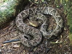 Bothrops asper