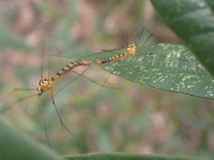 Nephrotoma australasiae