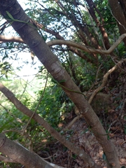 Psychotria serpens