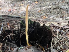 Clavulinopsis appalachiensis