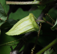 Passiflora bryonioides