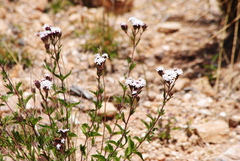 Stevia
