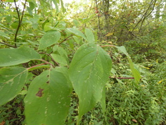 Cornus rugosa