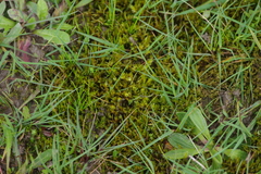 Triquetrella papillata