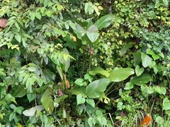 Goeppertia latifolia