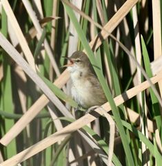 Acrocephalus australis