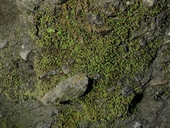 Fissidens crispus