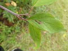 Cornus rugosa