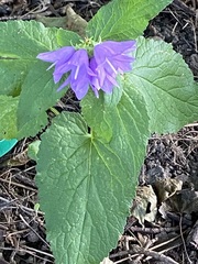 Campanula rapunculoides