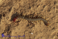 Scolopendra morsitans
