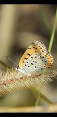 Tharsalea hyllus