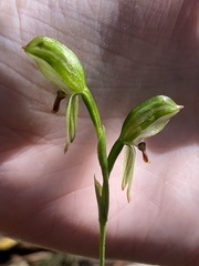 Pterostylis melagramma