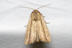 Leucania stenographa