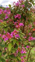 Melastomeae