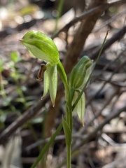 Pterostylis melagramma