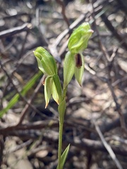 Pterostylis melagramma