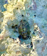 Acanthopleura granulata