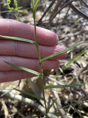 Pterostylis melagramma