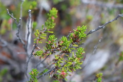 Empetrum rubrum