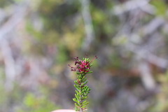 Empetrum rubrum