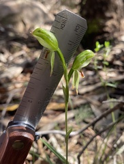 Pterostylis melagramma